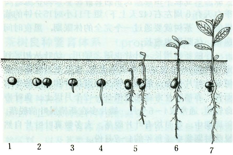 茶树的开花结实是生殖生长.