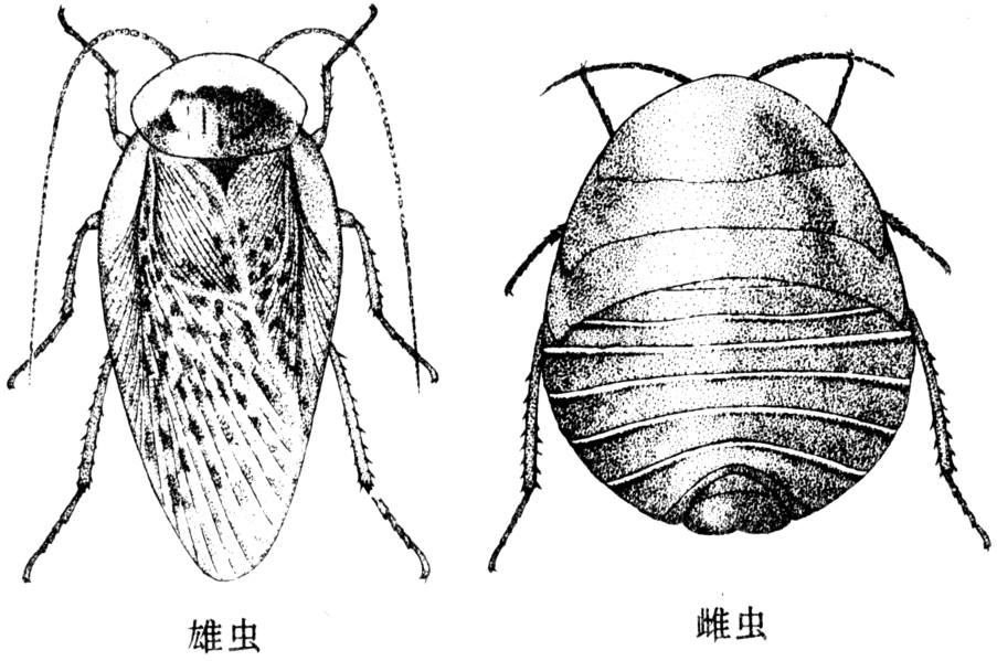 蜚蠊目