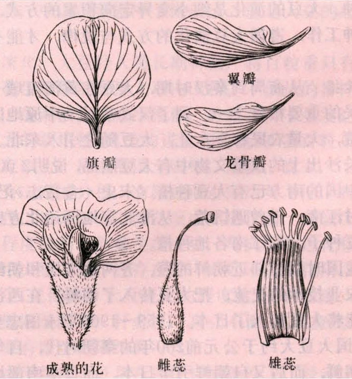 大豆 智汇三农