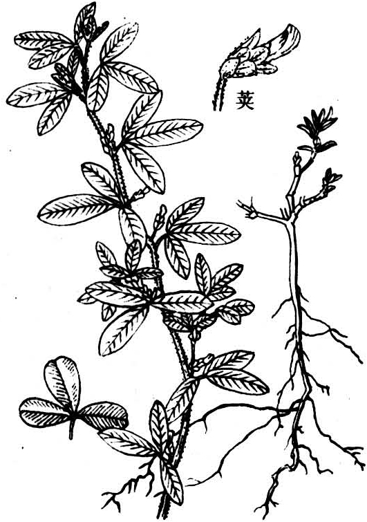 鸡眼草