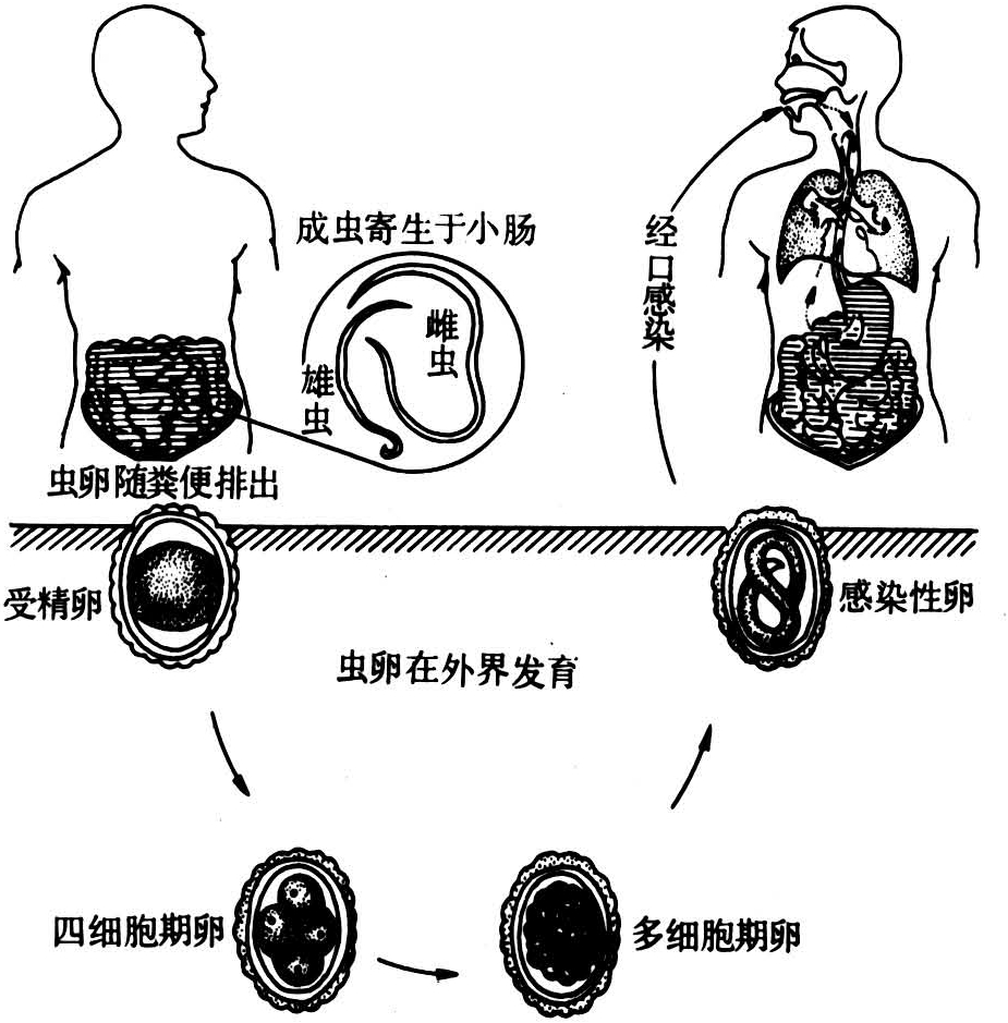 ascaris lumbricoides