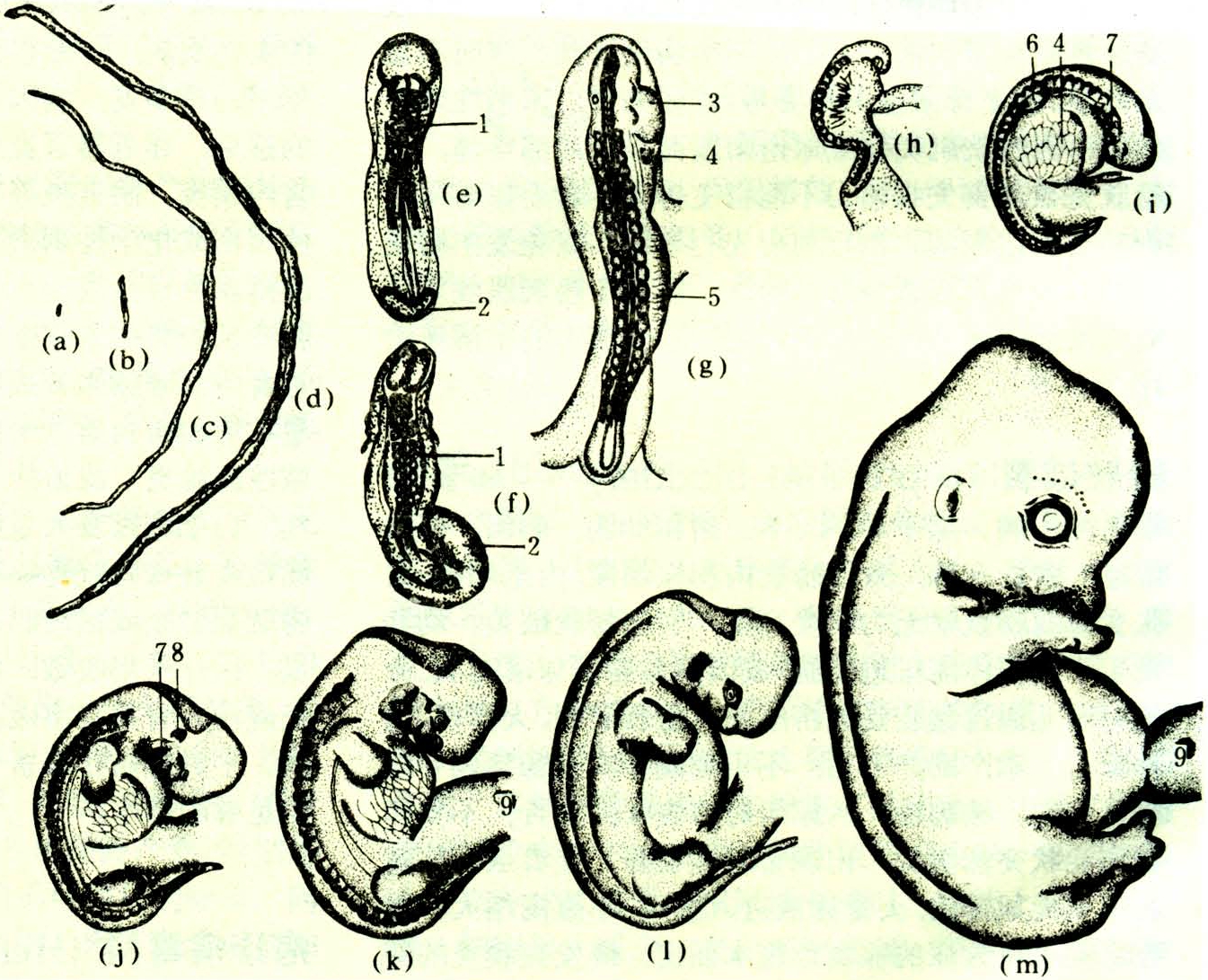 图18～1 胚体外形的演变-功能组织学与胚胎学-医学