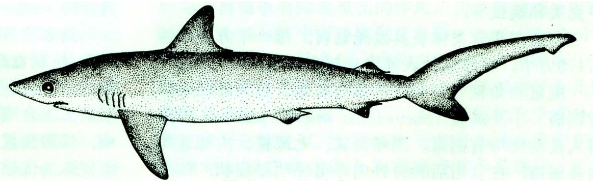 常见有白斑角鲨(squalus acanthias),体具白斑.图2 沙拉真鲨锯鲨目