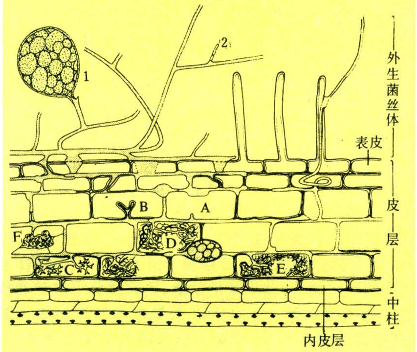 菌根 智汇三农