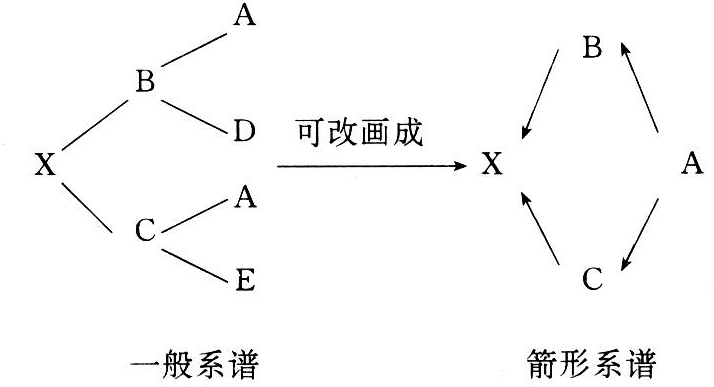 祖先到x的母亲的代数(即箭形系谱图中通过共同祖先连接父母的箭头数)