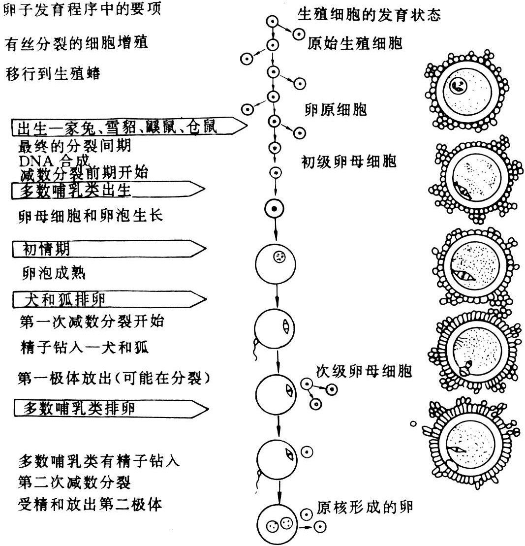 静医生备孕：想要又大又圆的卵子？调理有妙招 - 知乎