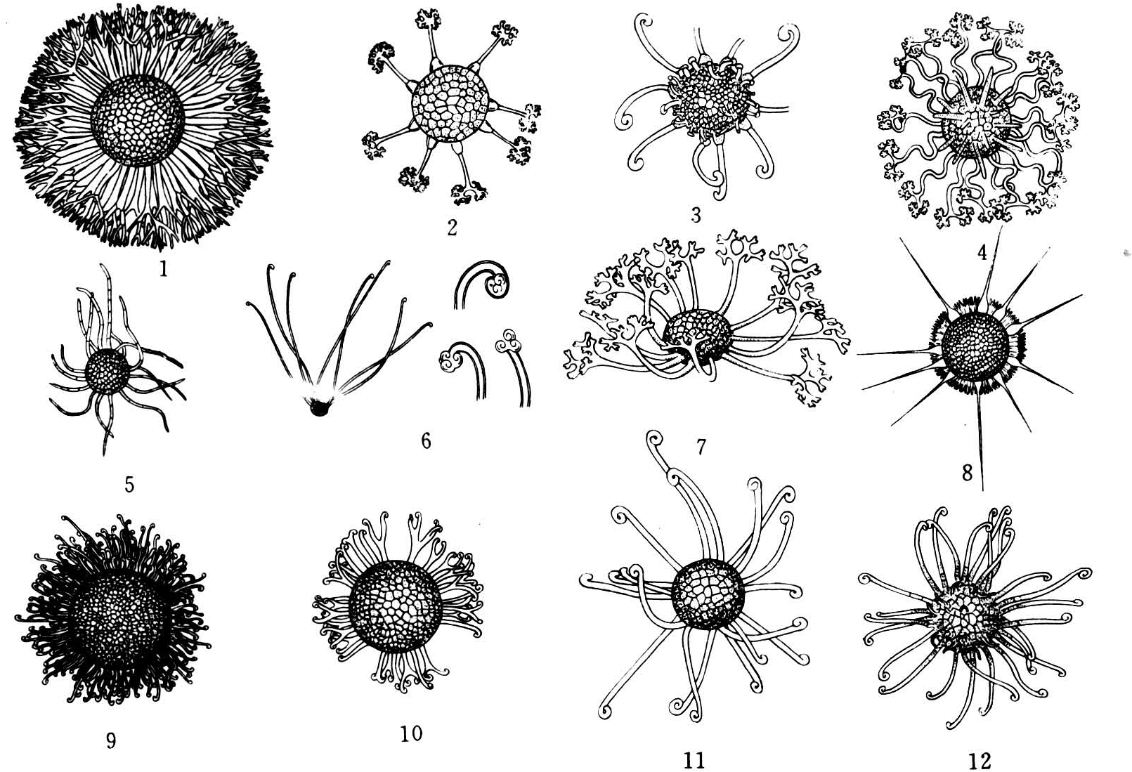 围小丛壳 Glomerella cingulata 子囊孢子交配繁殖、生物学特性及致病性