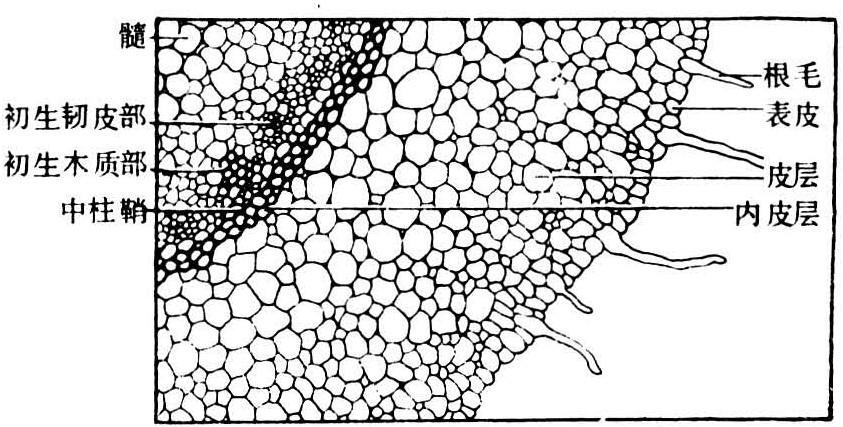 生长区(生长锥)为分生组织,伸长区为分生组织过度而成,引长的薄壁细胞