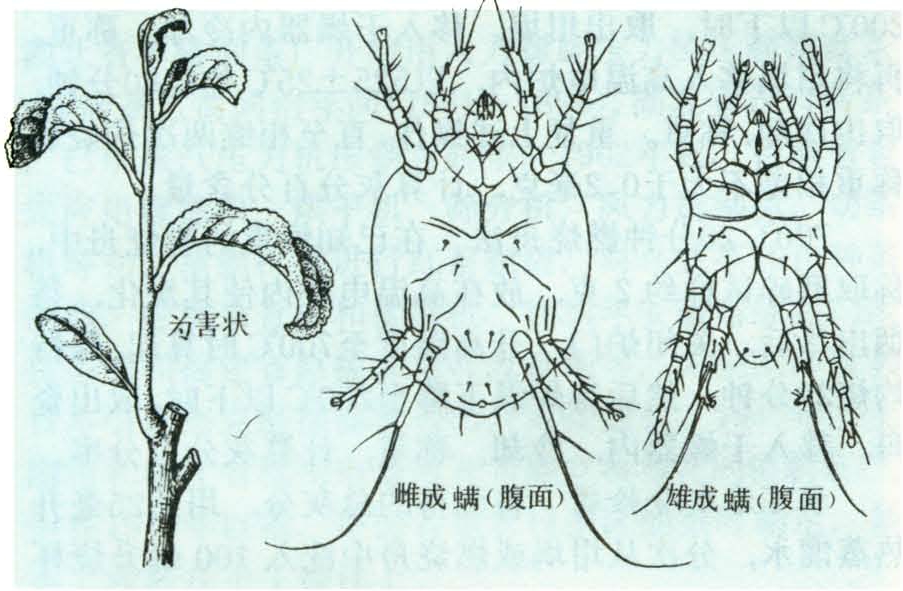 雌螨椭圆形,长0.20～0.25毫米,宽0.10～0.