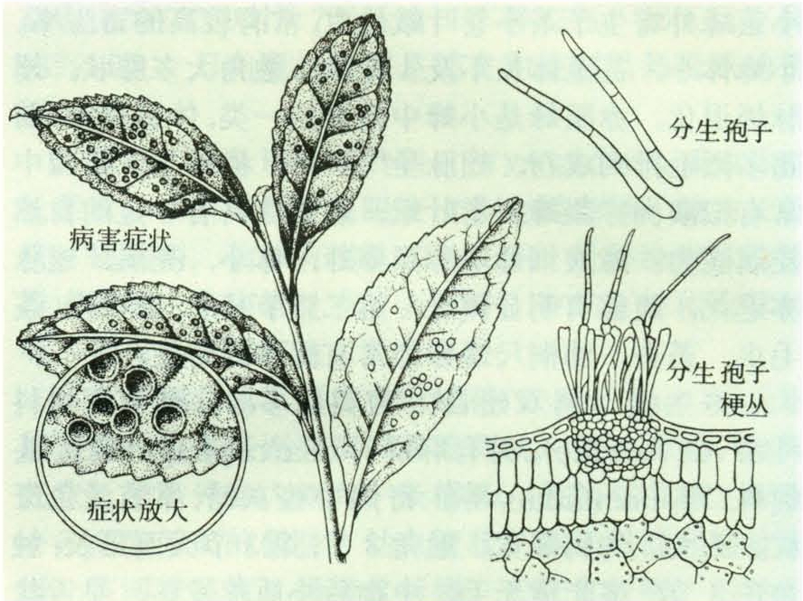 尾孢霉菌学名为cercospora theae breada de haan,属丛梗孢目暗梗孢科