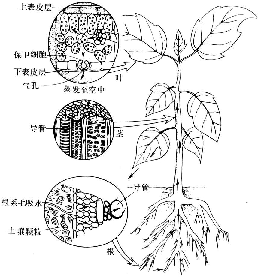 渗透压,根压与张力的作用,由于土壤中水分浓度与植物根毛细胞浓度不同