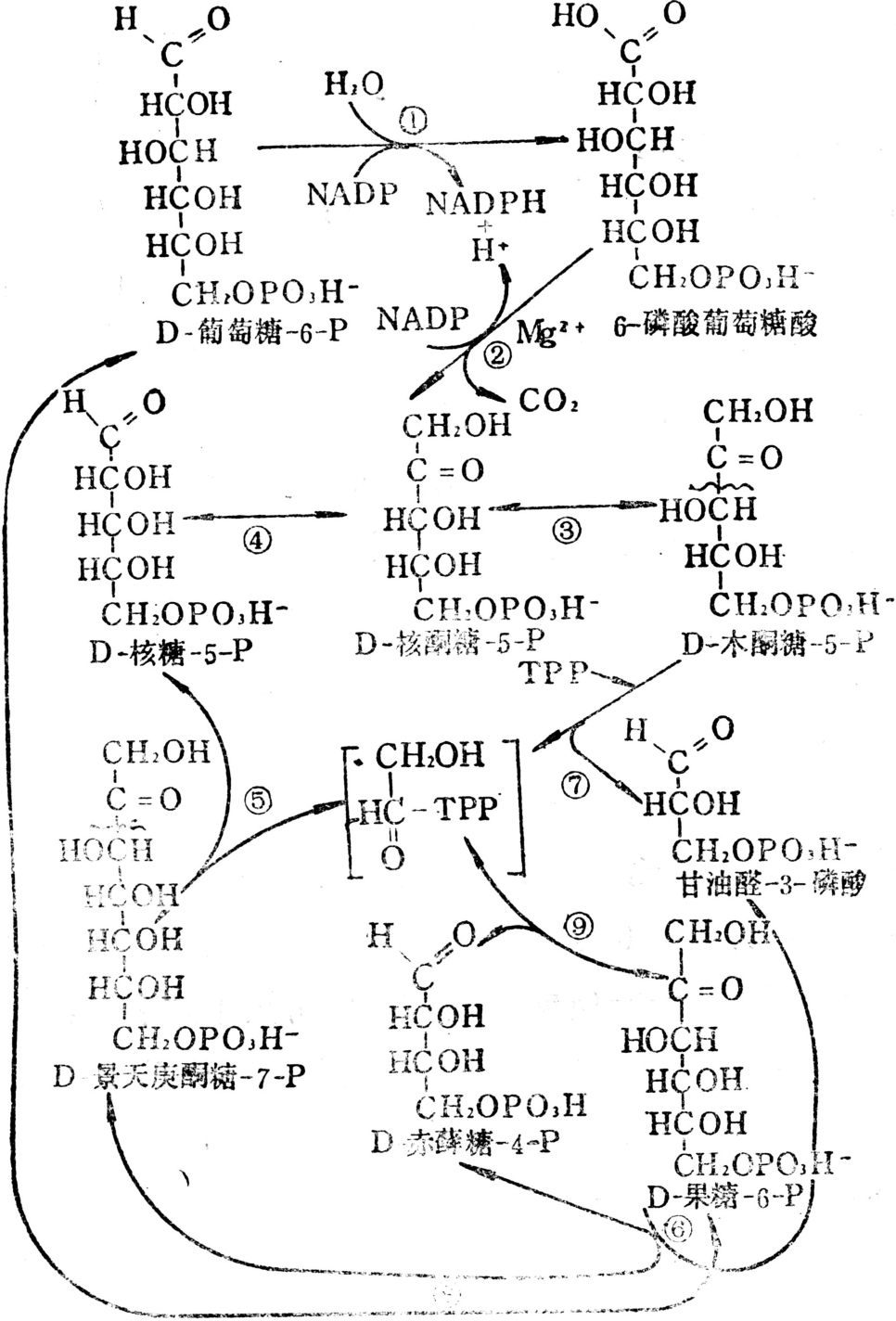 磷酸戊糖途径