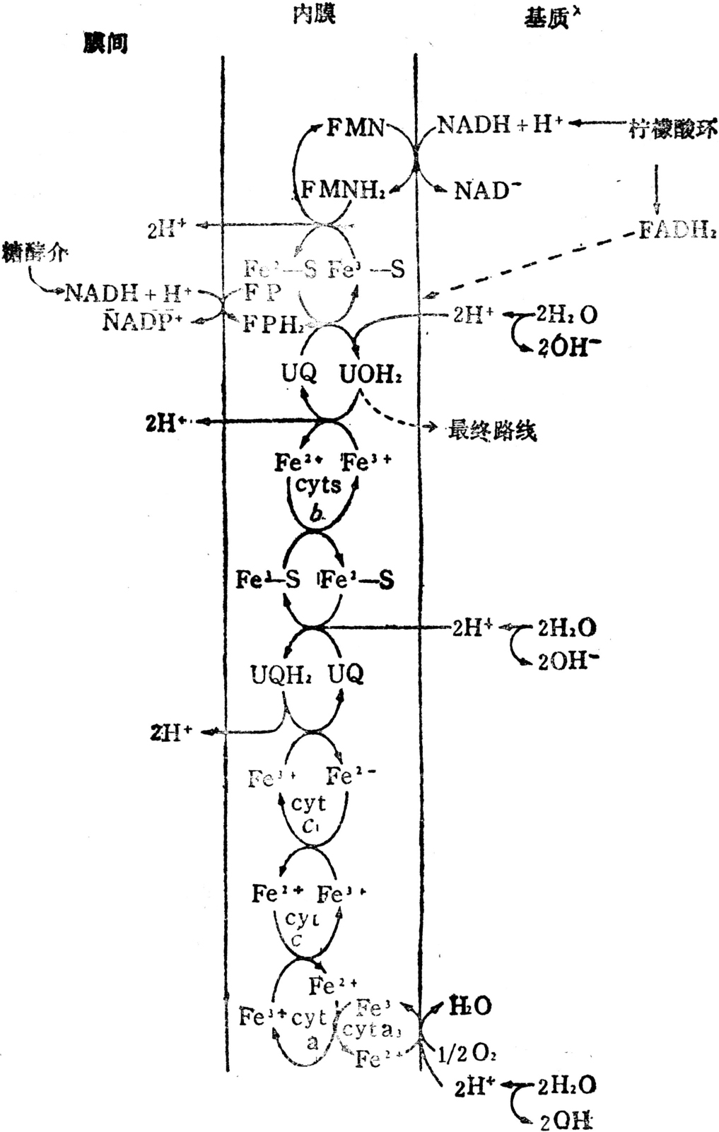 电子传递过程