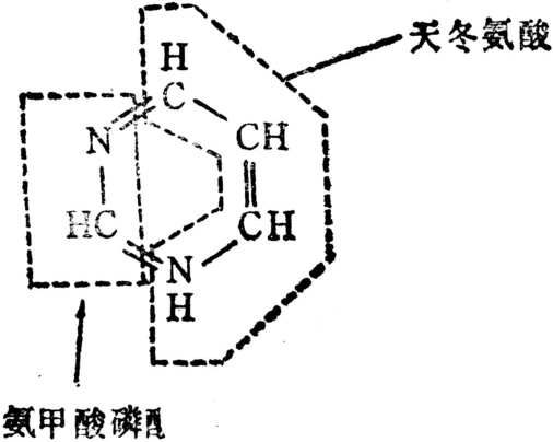 嘧啶核苷酸的生物合成
