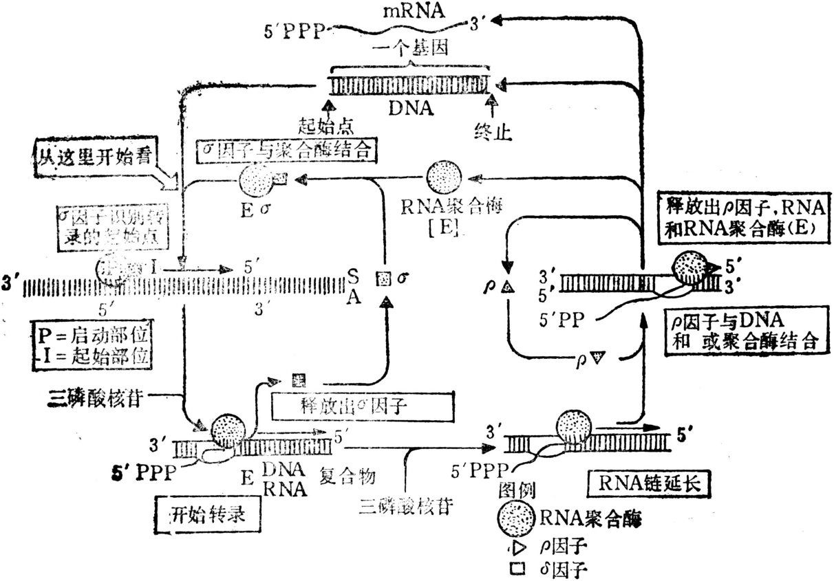 核酸代谢