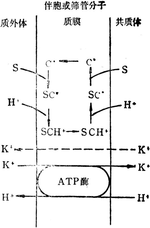 韧皮部的装载与卸出