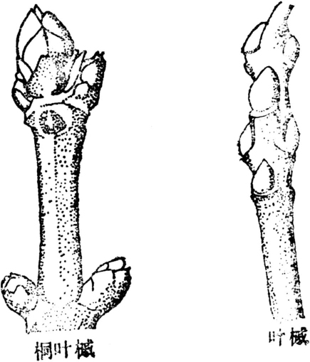 木本植物的休眠芽