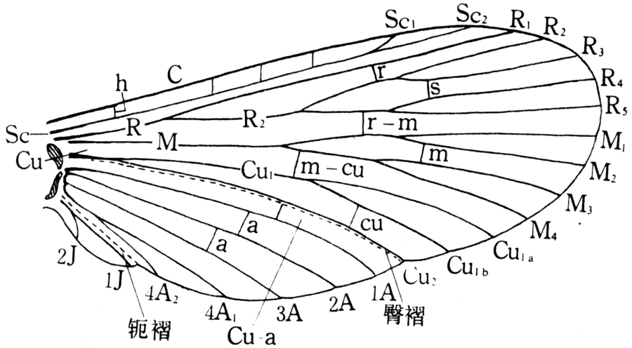 昆虫的假想脉序