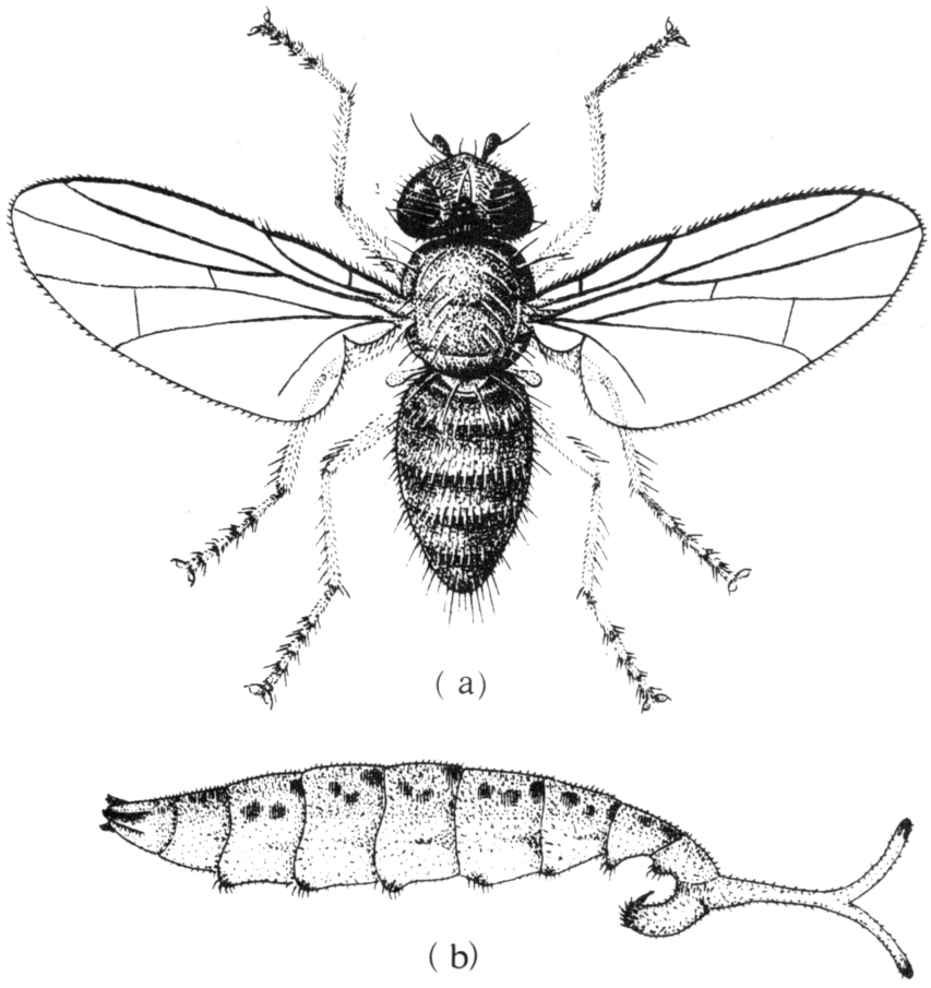 双翅目,水蝇科.