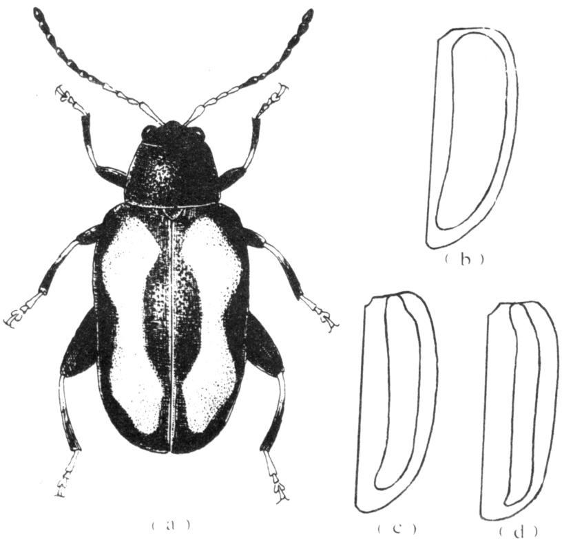 向内弯曲颇深,雄虫触角第四,五节特别粗壮;黄宽条跳甲黄色条纹甚宽,占