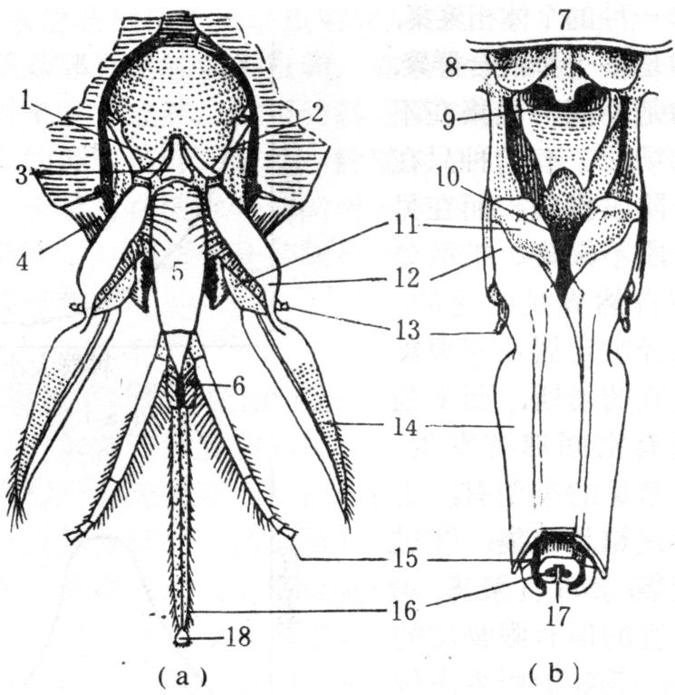 嚼吸式口器(蜜蜂)