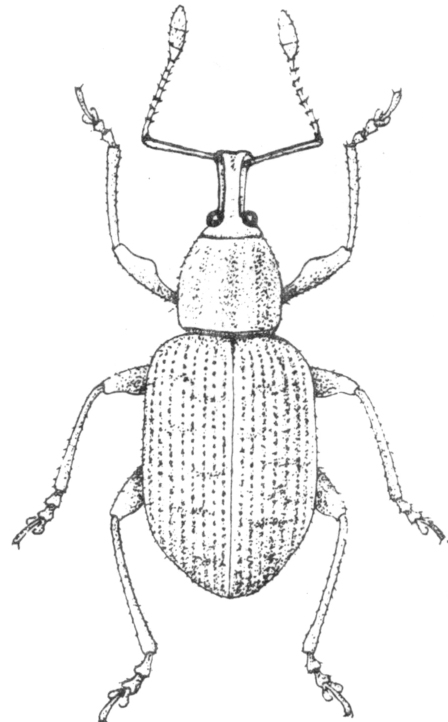3～3.6毫米,宽1.6～1.8毫米;雌虫体长3.5～3.9毫米,宽1.7～2.0毫米.