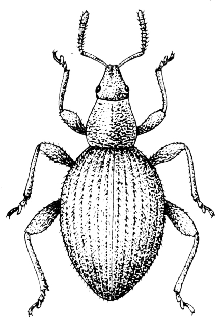 3～3.6毫米,宽1.6～1.8毫米;雌虫体长3.5～3.9毫米,宽1.7～2.0毫米.