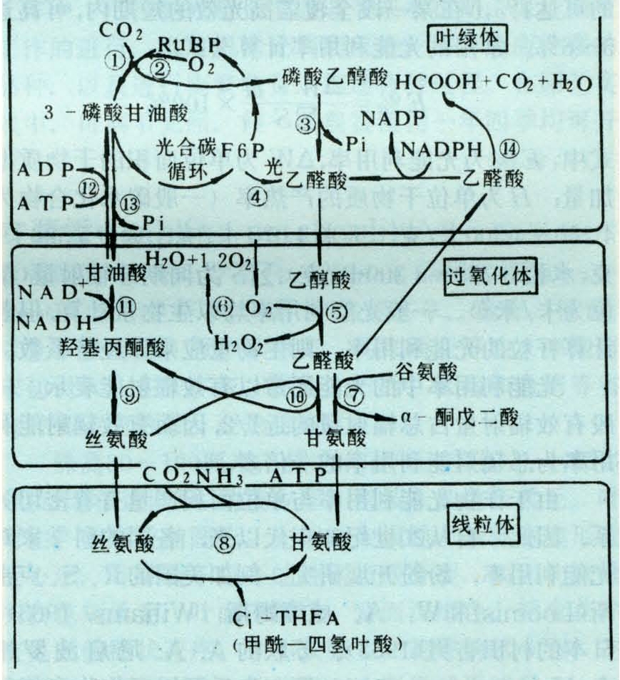 光呼吸代谢途径光呼吸是在叶绿体,线粒体和过氧物酶