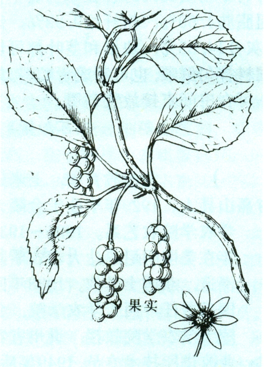 五味子