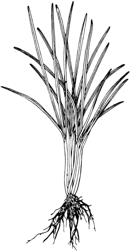 在30厘米耕层内,分吸收根,半贮藏根,贮藏根三种,形态与结构均有差别