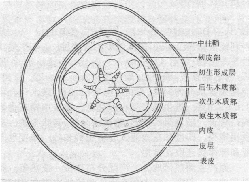 块根的解剖结构(由里向外)依次为中柱,中柱鞘,内皮,皮