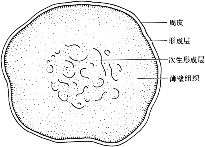 生形成层又分化次生木质部和次生韧皮部,次生木质部薄壁组织特别发达