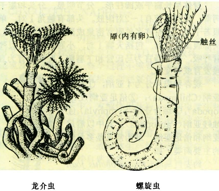 图2 龙介虫及螺旋虫多毛纲约有1万余种.是典型的海洋动物.