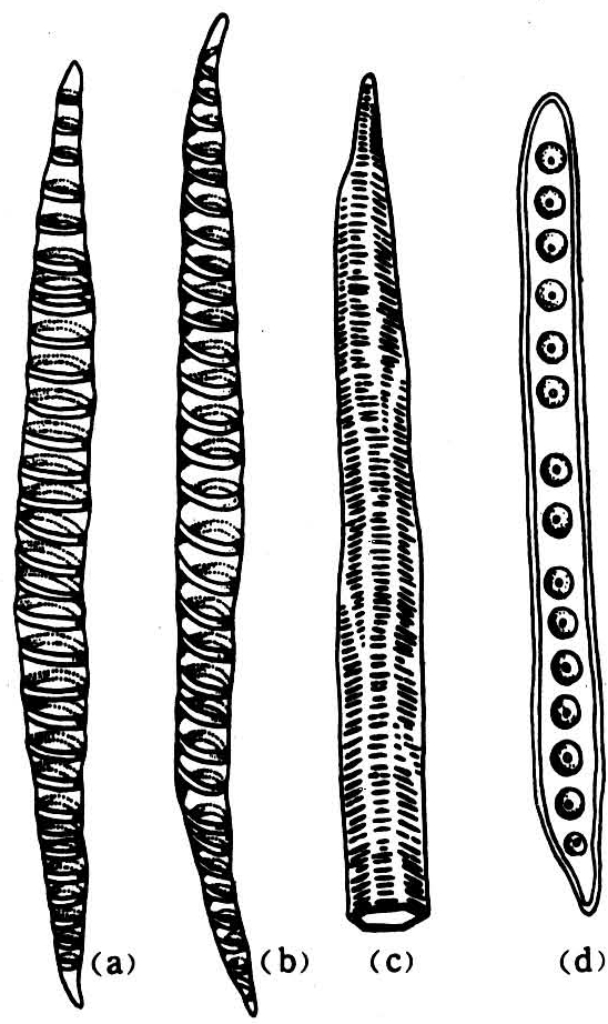 管胞广泛地存在于维管植物中,绝大部分蕨类植物和裸子植物的导管分子