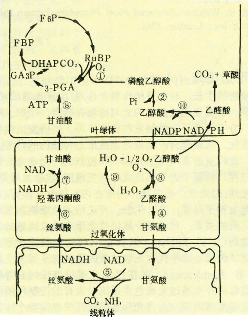 atp)(见光合作用)和nadh:虽然在甘氨酸转化为丝氨酸过程中要形成nadh