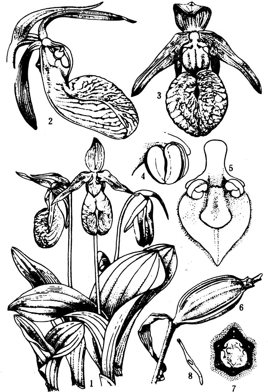 药用如石斛(den-drobium nobile,白芨(bletilla striata)和天麻(gas