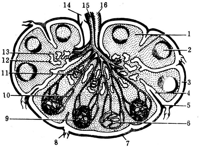 图1 淋巴结结构及其血液,淋巴通路示意图图2 淋巴结通过门