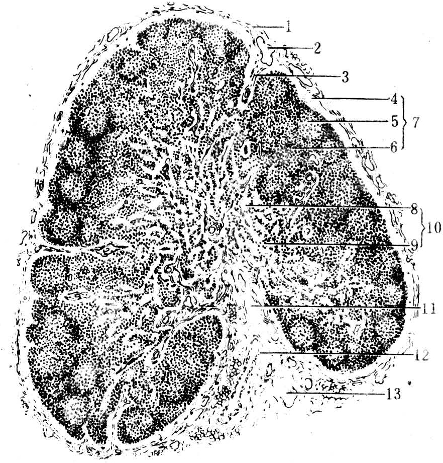 图1 淋巴结结构及其血液,淋巴通路示意图图2 淋巴结通过门