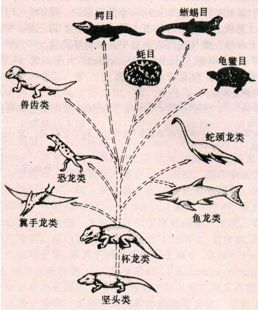 古生代泥盆纪和石炭纪时期,水域辽阔,气候温暖,雨量充沛,适合两栖动物
