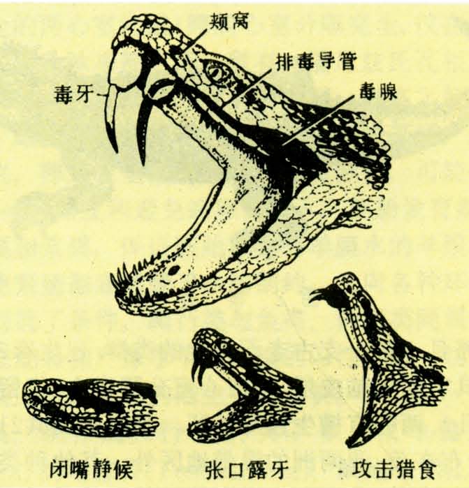 蛇和蜥蜴具成对的半阴茎,平时缩埋在泄殖腔或尾基的阴茎囊内,只在交配
