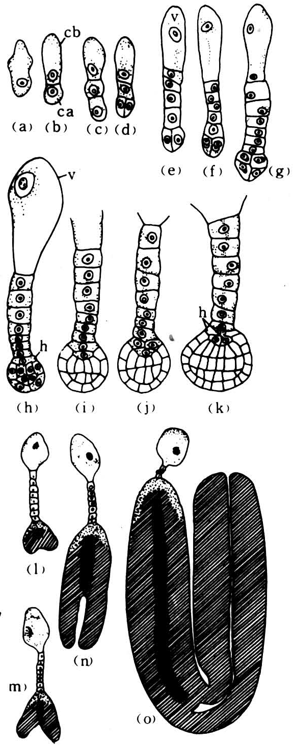 荠菜胚的发育单子叶植物胚的发育与双子叶胚的发育最初相似.