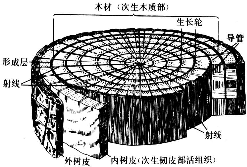 在一个生长季节内,由茎或根的形成层产生的次生木质部或次生韧皮部,于