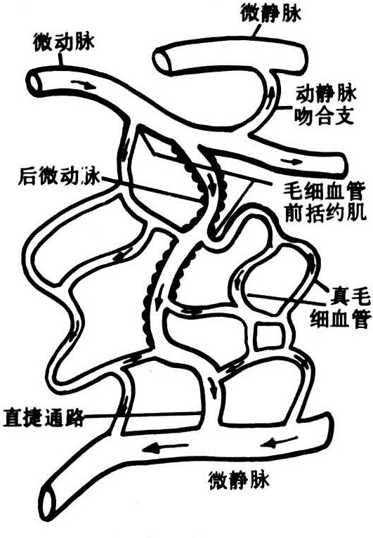 典型的微循环是由微动脉,后微动脉,毛细血管前括约肌,真毛细血管,通血