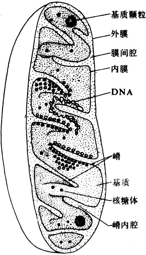 线粒体
