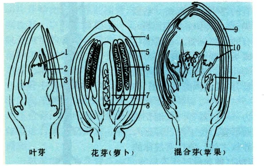 发育为枝条的芽称为叶芽,由一具顶端分生组织的短茎以及许多叶原基和