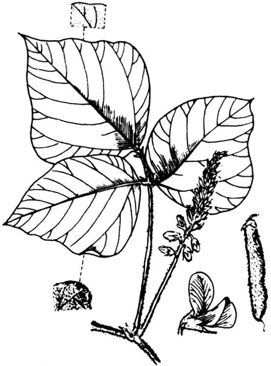 葛根