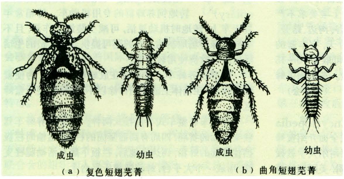 两种芫菁的成虫和幼虫