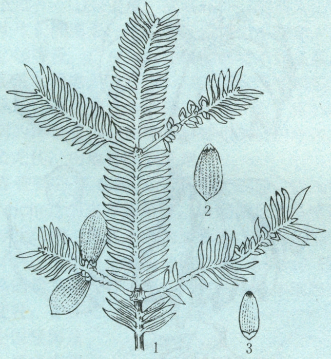 香榧
