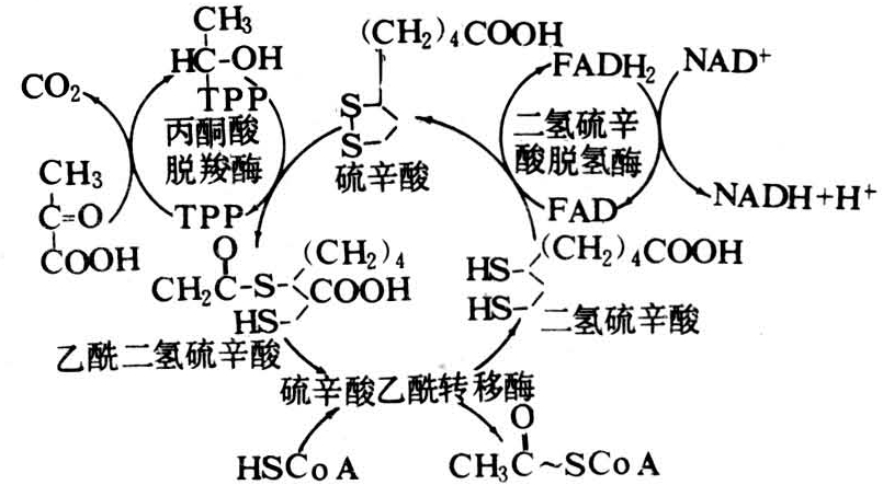 丙酮酸脱氢酶系丙酮酸代谢
