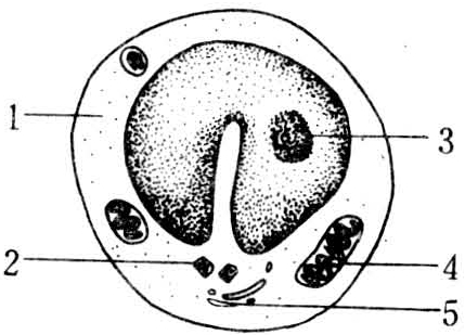 亦包括浆细胞,杀伤细胞等淋巴样细胞(lymphoid cell).
